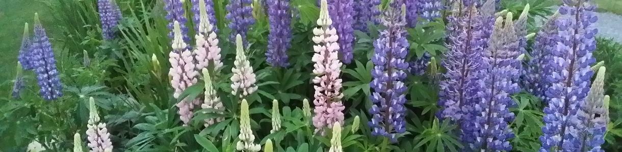 Image of blooming Lupin in Boothbay