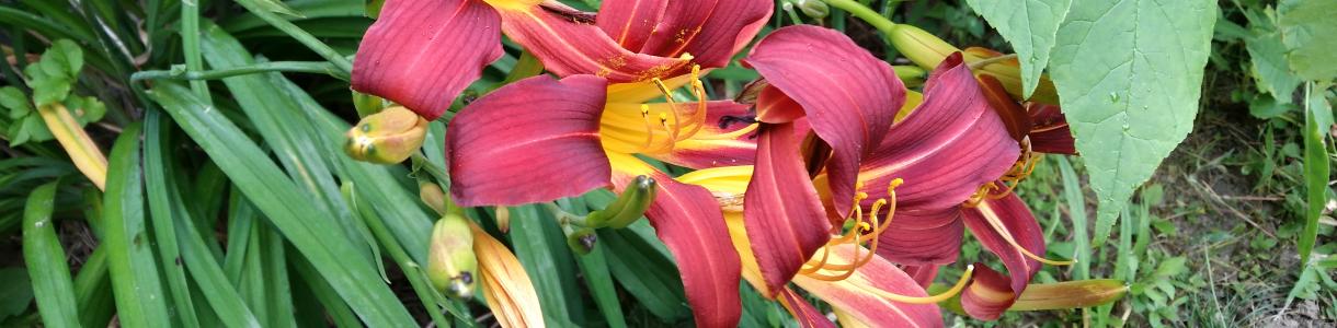 Red & Yellow Day Lillies